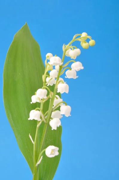 Muget Pictures Muget Stock Photos Images Depositphotos Muget Pictures Muget Stock Photos Images Depositphotos
