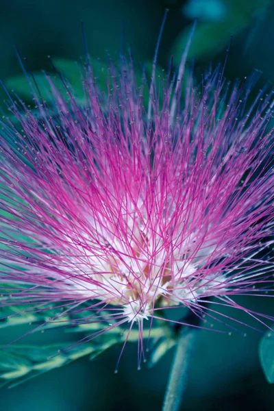 Flor Árbol Lluvia Samanea Saman Jacq —  Fotos de Stock