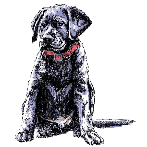 Labrador Retriever Görüntüsünü Çizilmiş Vektör — Stok fotoğraf