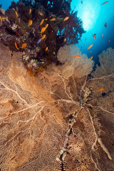 Sea fan and tropical reef in the Red Sea