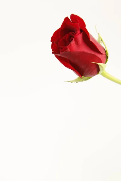 Una Rosa Roja Solo Tallo Con Fondo Blanco —  Fotos de Stock