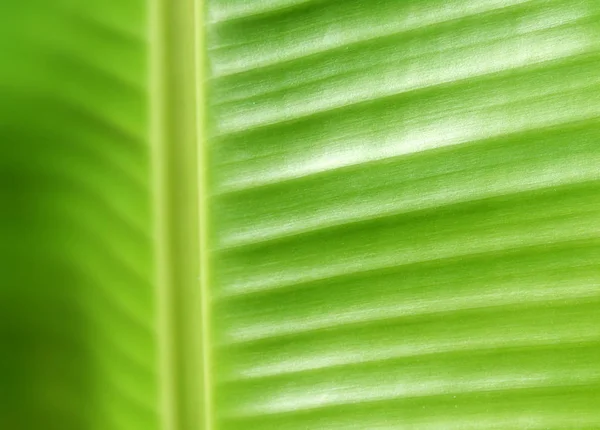 Primer Plano Licencia Verde — Foto de Stock