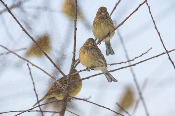Dziki Ptak Siedliskach Przyrodniczych Seria Natura — Zdjęcie stockowe