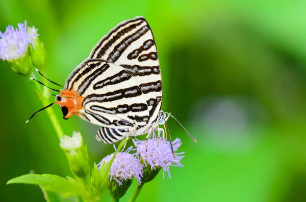 クローズ アップの黒い縞と白い蝶や尻尾オレンジは タイでは 草の花蜜を食べるクラブのブラックまたは Spindasis Syama Terana — ストック写真