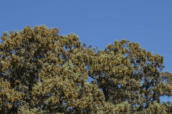 Veduta Del Paesaggio Quercus Ilex Albero Alentejo — Foto Stock