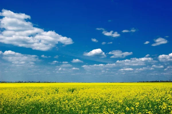 Campo Stupro Giallo Sotto Semplice Cielo Blu — Foto Stock