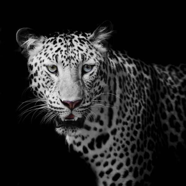 Közelről Aranyos Leopárd — Stock Fotó