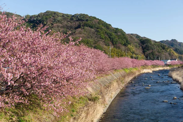 Цветок Сакуры Река — стоковое фото