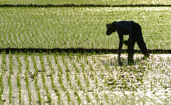 Auf Dem Hof Arbeitet Ein Landwirt — Stockfoto