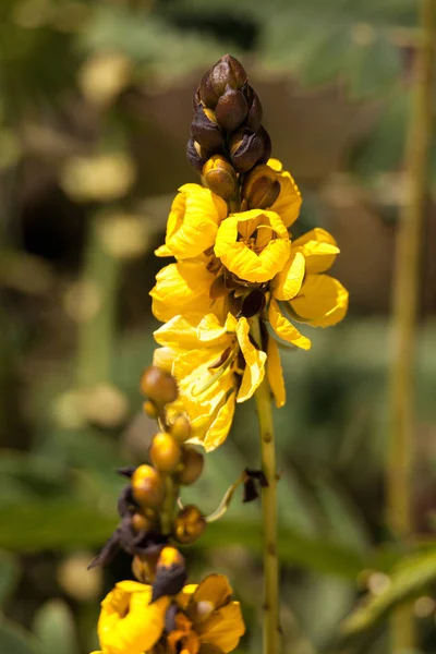 Zářivě Žluté Květy Popcorn Senna Také Nazýván Didymobotrya Senna Srí — Stock fotografie