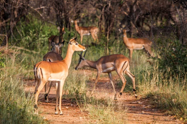 Skupina Impaly Silnici Kruger National Park Jihoafrická Republika — Stock fotografie