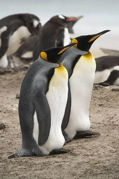 Король Пінгвінів Аптенодит Патагонік Сидячи Біля Gentoo Пінгвінів Роокері Острові — стокове фото