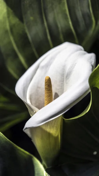 Крупним Планом Красива Квітка Кали — стокове фото