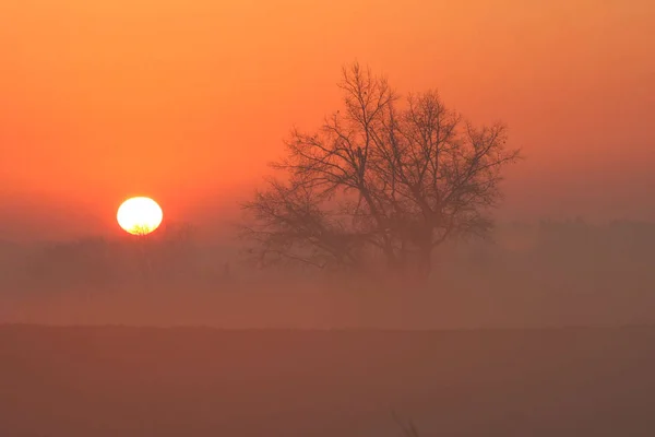 Salida Del Sol Mañana Brumosa Primavera Temprano Sobre Campo Granja — Foto de Stock