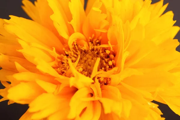 Güzellik Çiçek Açan Çiçekler Makro Çekim — Stok fotoğraf