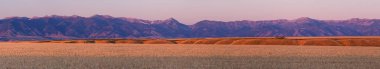 Panorama of ripe wheat and the Bridger Mountain Range at sunset, Gallatin County, Montana, USA clipart