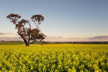 Golden flowering canola field at dusk.  Focus to tree trunk. clipart
