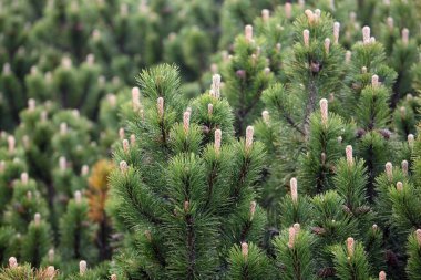 Branches of a dwarf mountain pine (Pinus mugo). clipart