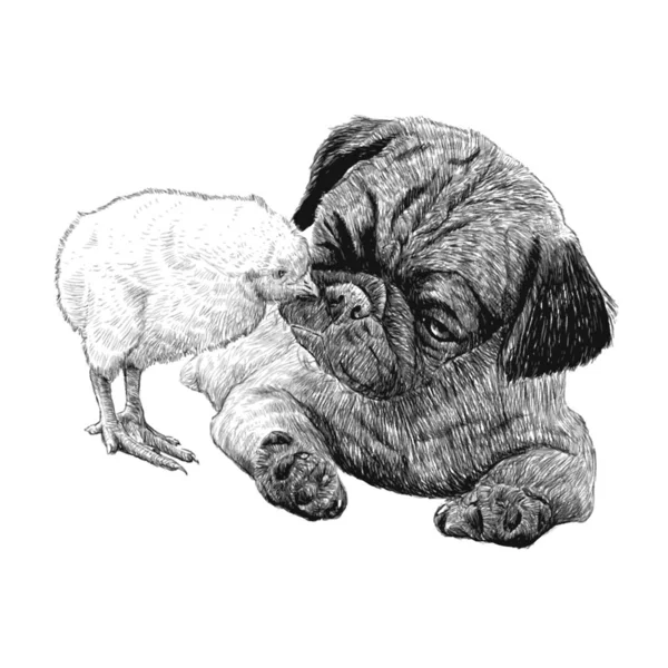 Imagen Pug Dog Ang Chick Hand Drawn Vector —  Fotos de Stock