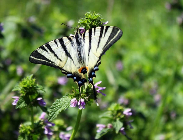 Pillangó Szűkös Fecskefarkú Vad Virág — Stock Fotó
