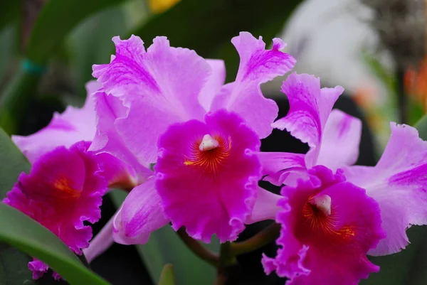 Flor Amarela Rosa Orquídea Cattleya Flor Primavera — Fotografia de Stock