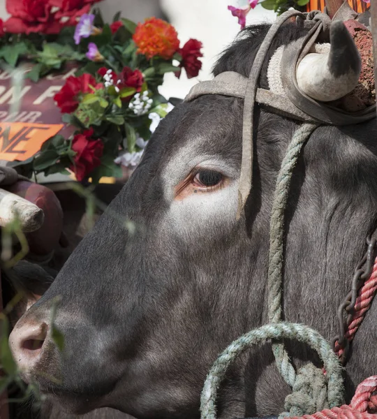 バザス フランスの伝統的な祭りの期間中スイングの尾を持つバザス — ストック写真