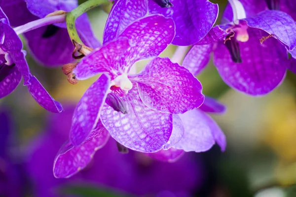 Orchid Flowers Blossom Daytime — Stock Photo, Image