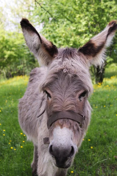 Retrato Del Burro — Foto de Stock