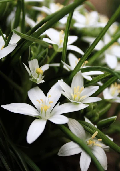 Μακροεντολή Λευκά Λουλούδια Σκούρο Φόντο — Φωτογραφία Αρχείου