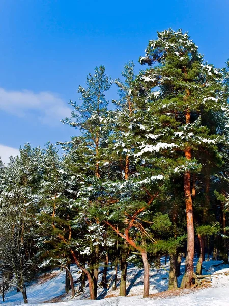 Δάσος Κάτω Από Χιόνι Κατά Του Γαλάζιου Ουρανού — Φωτογραφία Αρχείου