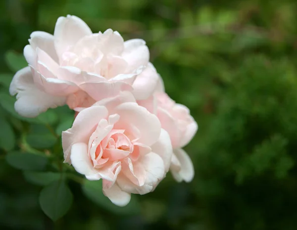 Rosa Rosa Flores Primer Plano Fondo Verde Jardín — Foto de Stock