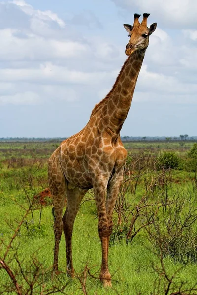 Giraffe Afrikanischen Busch — Stockfoto
