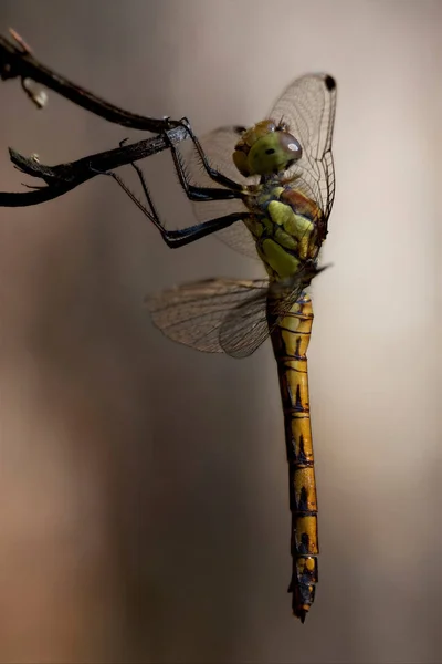 गनफ — स्टॉक फोटो, इमेज