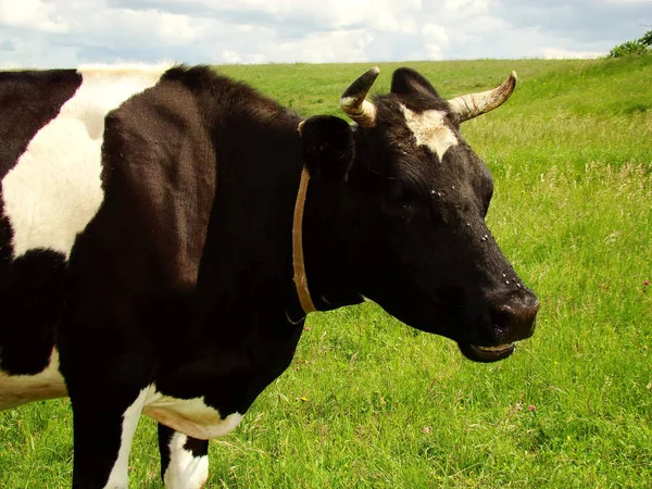 バック グラウンドで明るく青い空と黒と白のミルク牛 — ストック写真