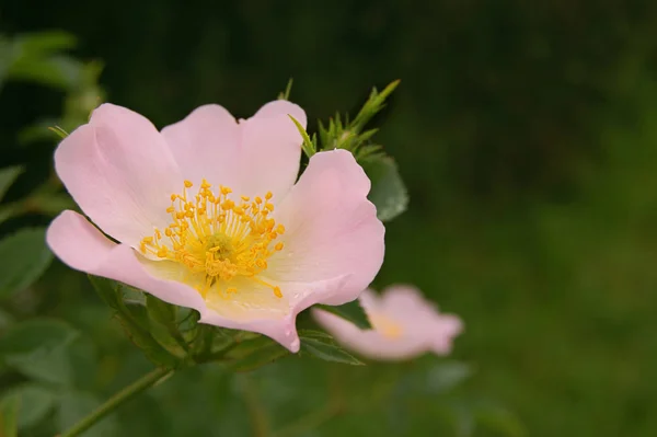 Rosa Perro Rosa Sobre Verde Con Espacio Copia —  Fotos de Stock