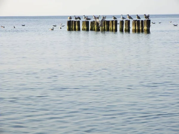 Sea Sea Gulls Sit Very Preferably Breakwaters Breakwaters Protect Beaches — Stock Photo, Image