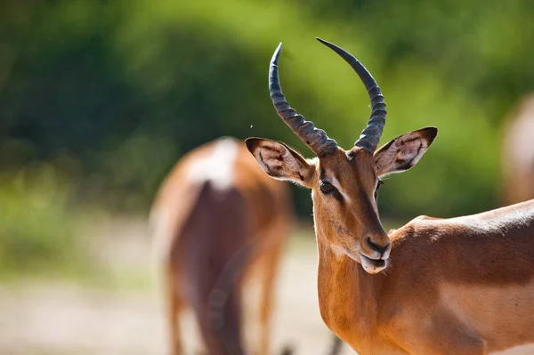 Impala Aepyceros Melampus Parque Nacional Chobe Botswana — Foto de Stock
