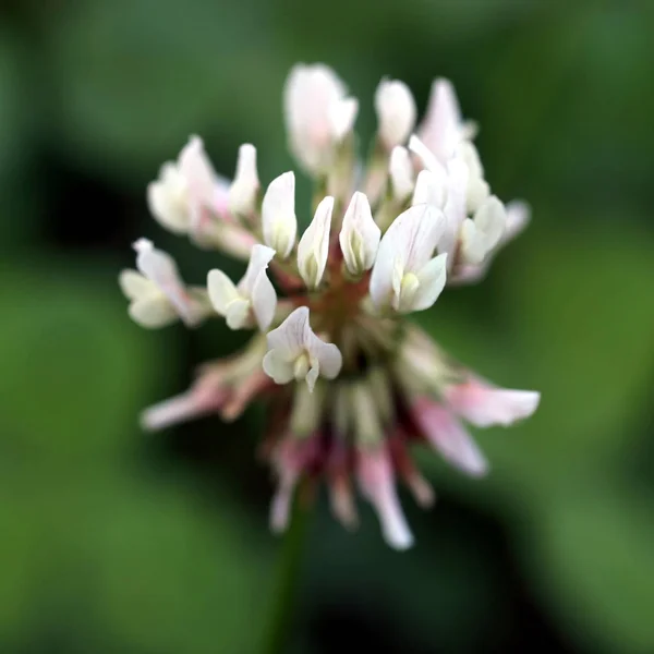 シャムロックの花の開花クローズアップ — ストック写真