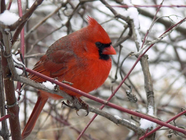 Cardinal Cardinalidae Mâle Hiver — Photo