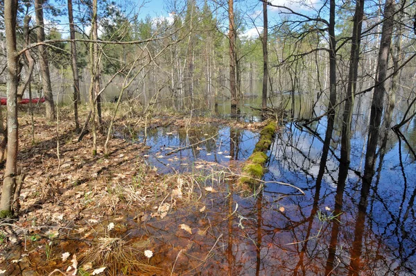 Manzara Olabilir Pra Nehri Ryazan Bölgesinde Meschera Milli Parkı Rusya — Stok fotoğraf