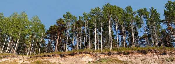 Панорама Лісу Краю Поломки — стокове фото