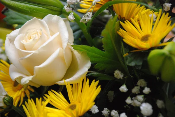 Flores Amarelas Close — Fotografia de Stock