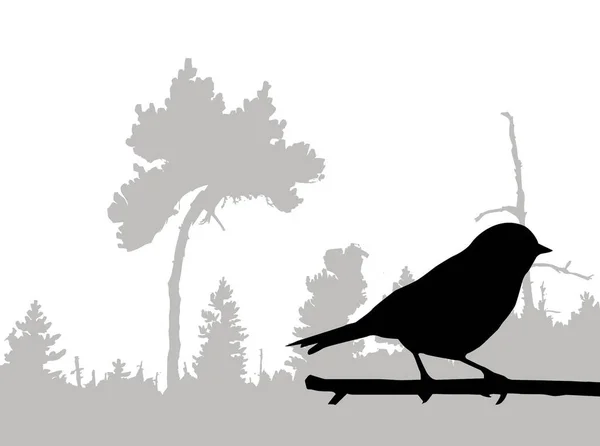 Silhouette Des Vogels Auf Ast — Stockfoto