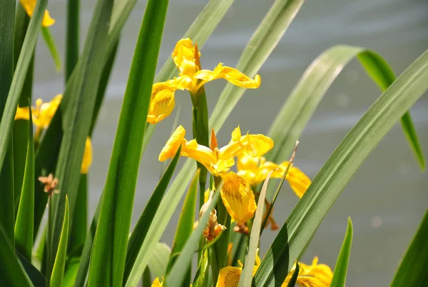 Íris Amarela Iris Pseudacorus — Fotografia de Stock