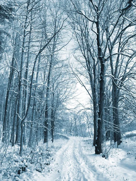 Зимова Дорога Лісу Дерева Покриті Снігом — стокове фото