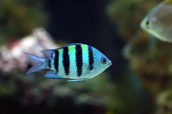 Peixes Tropicais Coloridos Aquário Com Água — Fotografia de Stock