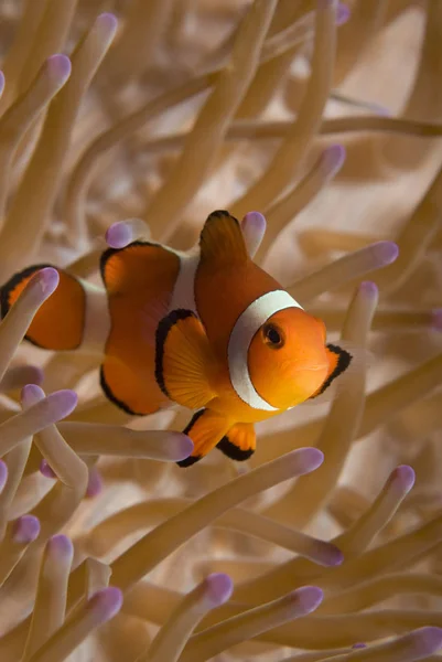 False Clown Fish Amphiprion Ocellaris Home Anemone Heteractis Magnifica Oceans — Stock Photo, Image