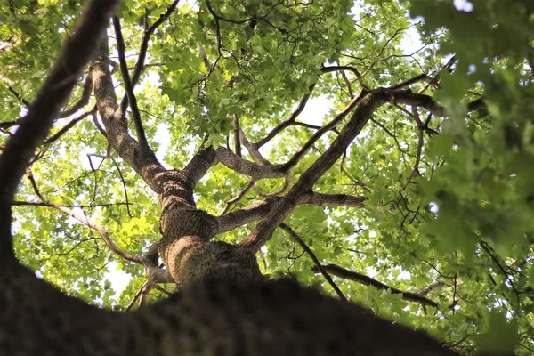 Árbol Verde Bosque — Foto de Stock