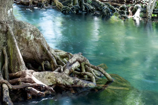 Природные Корни Деревьев Tapom Два Водных Канала Краби Таиланд — стоковое фото