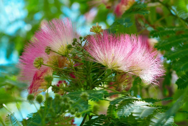 Flores Acacia Albizzia Julibrissin —  Fotos de Stock